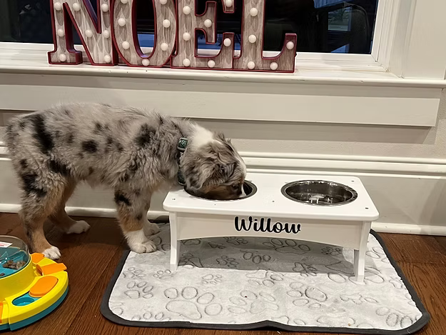 Dog Bowl